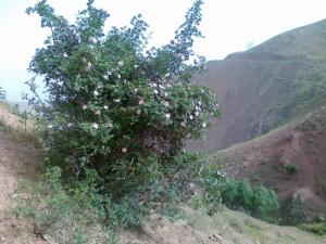 گل و کوه