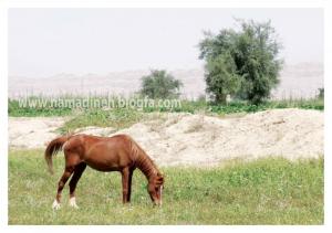 اسب