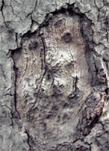 چهره های مجازی
