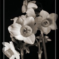 زندگی بی رنگ (سیاه و سفید)