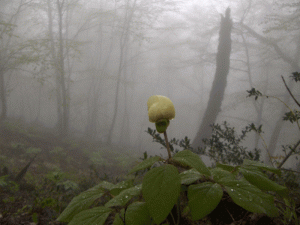 طبیعت رامسر