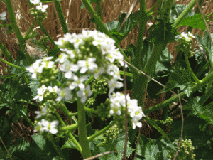 طبیعت رامسر