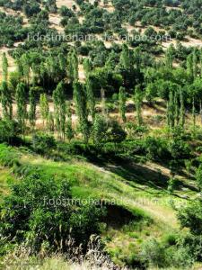 طبیعت روستای بزگوره ؛استان کرمانشاه