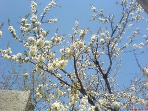 شکوفه های بهاری