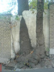 دیوار در درخت، درخت در دیوار