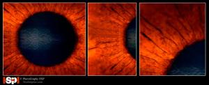 Macro Eye