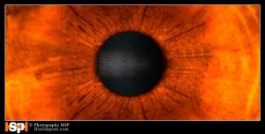 Macro Eye 2