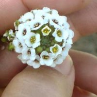 از کوله بار دوربینم...