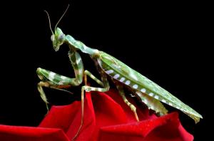 mantis