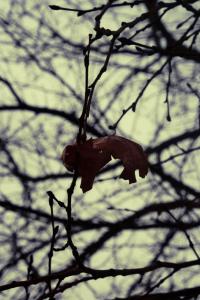 fall