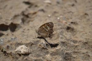 چه خوشگله , نازی