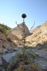 یاد بگیرید , استوار مثل کوه