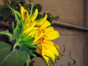 Sunflower 2