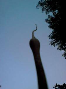 عروج