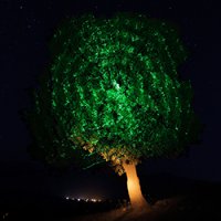 شب رویایی