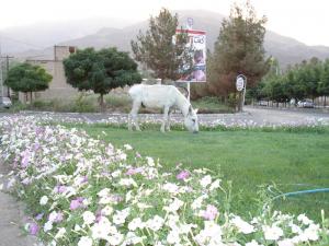 آزادی