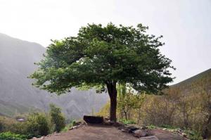 درخت تنها